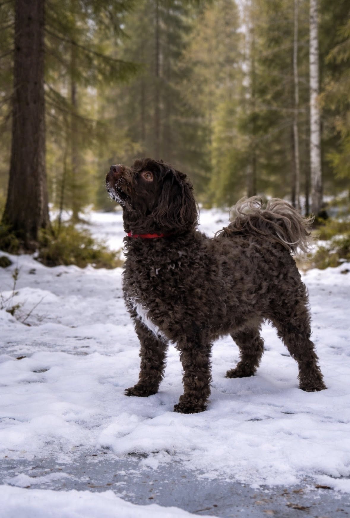 Max the dog